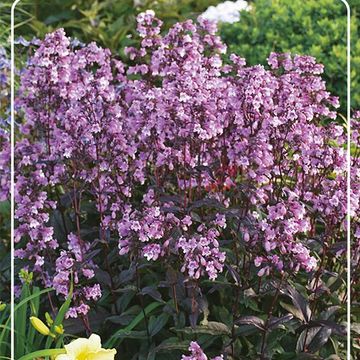 Penstemon 'Midnight Masquerade'