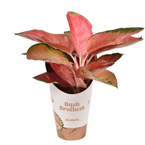 Aglaonema Red Angel Chinese Evergreen (Aglaonema Commutatum)- Live Plant  (With Inch Self-Watering Pot Plant) Black, Aglaonema Watering