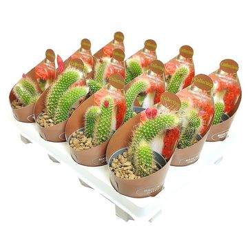 Hildewintera colademononis