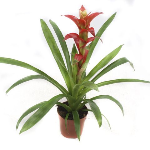 Guzmania 'Techno'