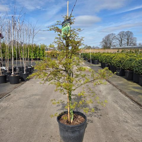 Acer palmatum 'Emerald Lace'