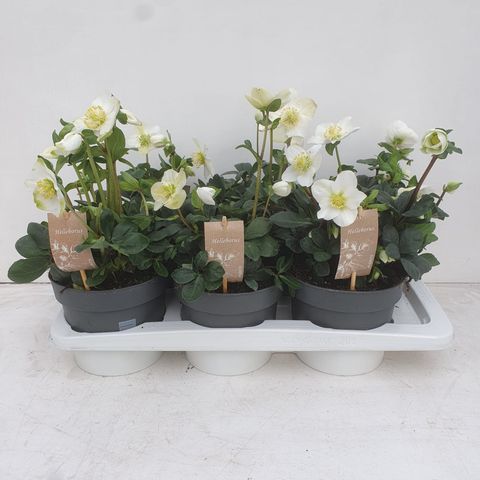 Helleborus niger 'Christmas Carol'
