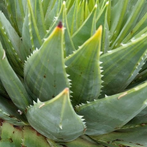 Bewusteloos Anesthesie Gevoelig voor Aloe polyphylla — Groothandel in planten FlorAccess