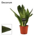 Sansevieria 'Super Green'