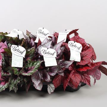 Begonia BELEAF MIX