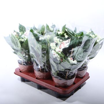 Clerodendrum thomsoniae