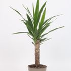 Yucca elephantipes