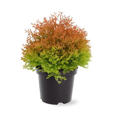 Thuja occidentalis FIRE CHIEF