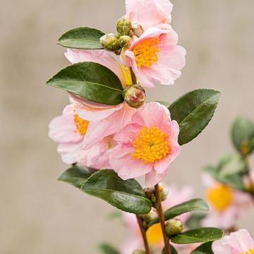 Camellia sasanqua PINK