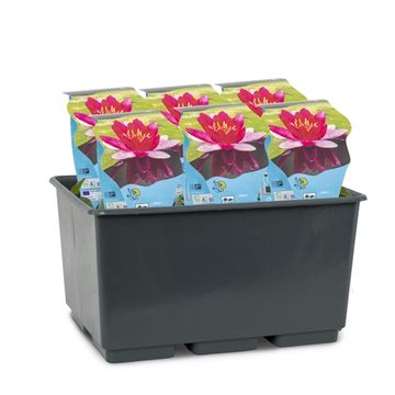 Nymphaea 'Pygmaea Rubra'