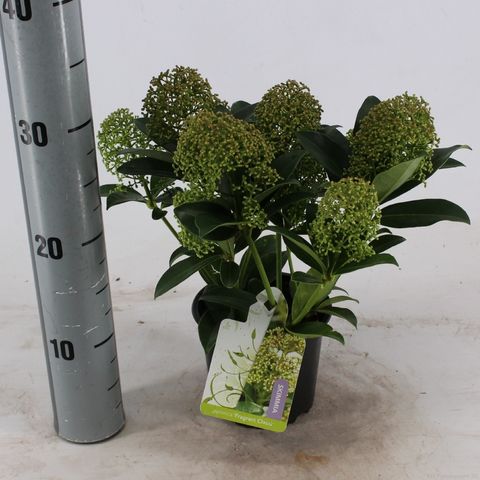 Skimmia japonica 'Fragrant Cloud'