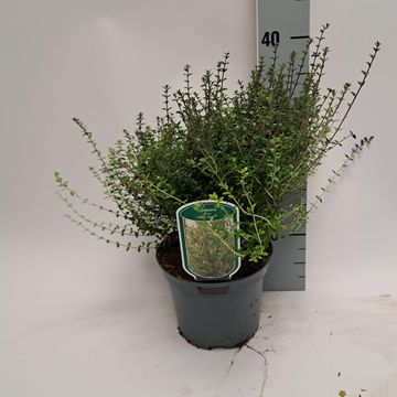 Lonicera nitida TIDY TIPS