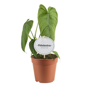 Philodendron sharroniae