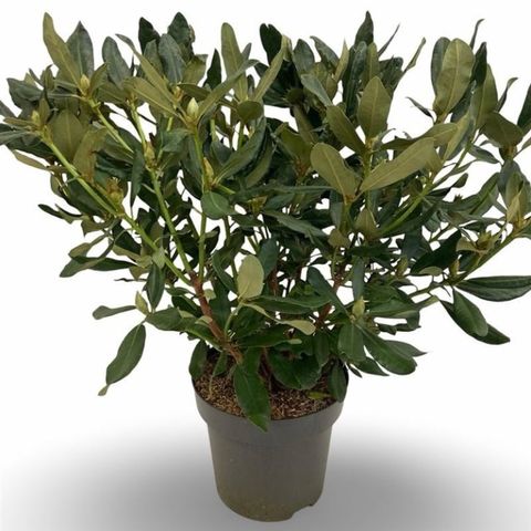 Rhododendron 'Nova Zembla'