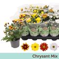 Chrysanthemum INDICUM MIX