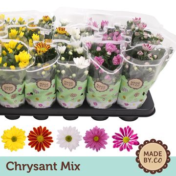 Chrysanthemum INDICUM MIX