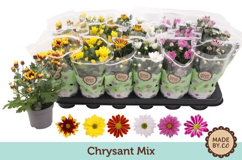 Chrysanthemum INDICUM MIX