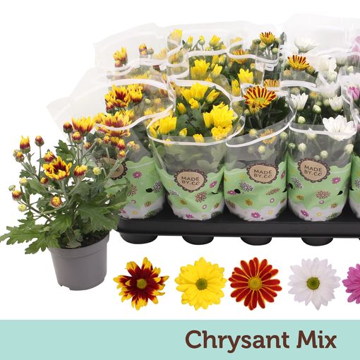 Chrysanthemum INDICUM MIX