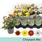 Chrysanthemum INDICUM MIX