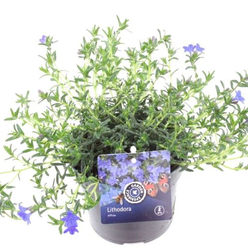 Lithodora diffusa 'Grace Ward'