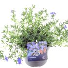 Lithodora diffusa 'Grace Ward'