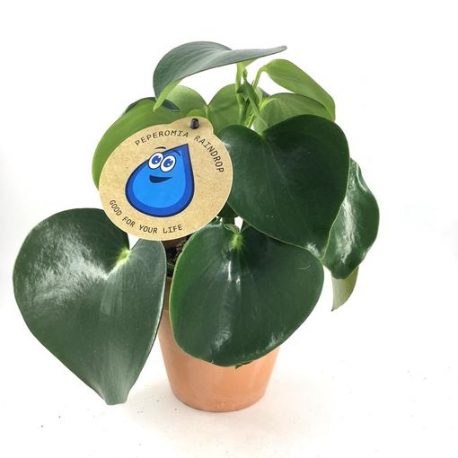 Peperomia polybotrya