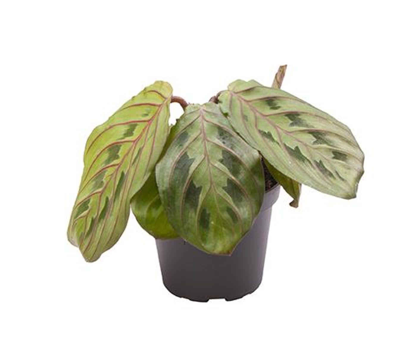 Maranta Leuconeura 'red Stripe' — Plant Wholesale Floraccess