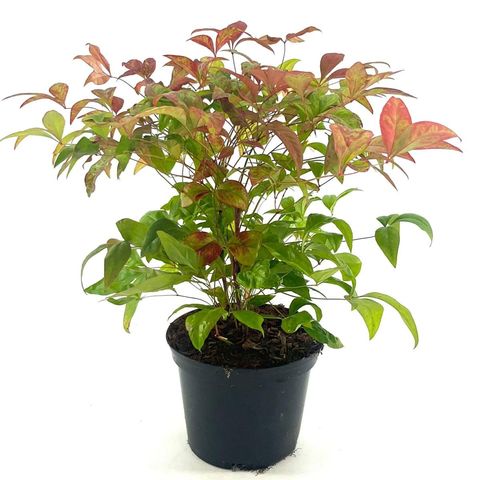 Nandina domestica BLUSH PINK