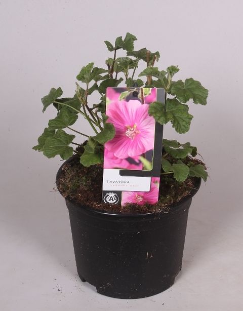 Lavatera 'Burgundy Wine'