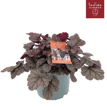 Heuchera INDIAN SUMMER HUCKLEBERRY