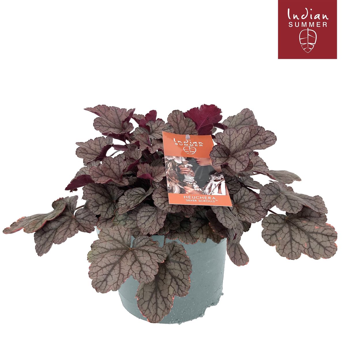 Heuchera INDIAN SUMMER HUCKLEBERRY — Plant Wholesale FlorAccess