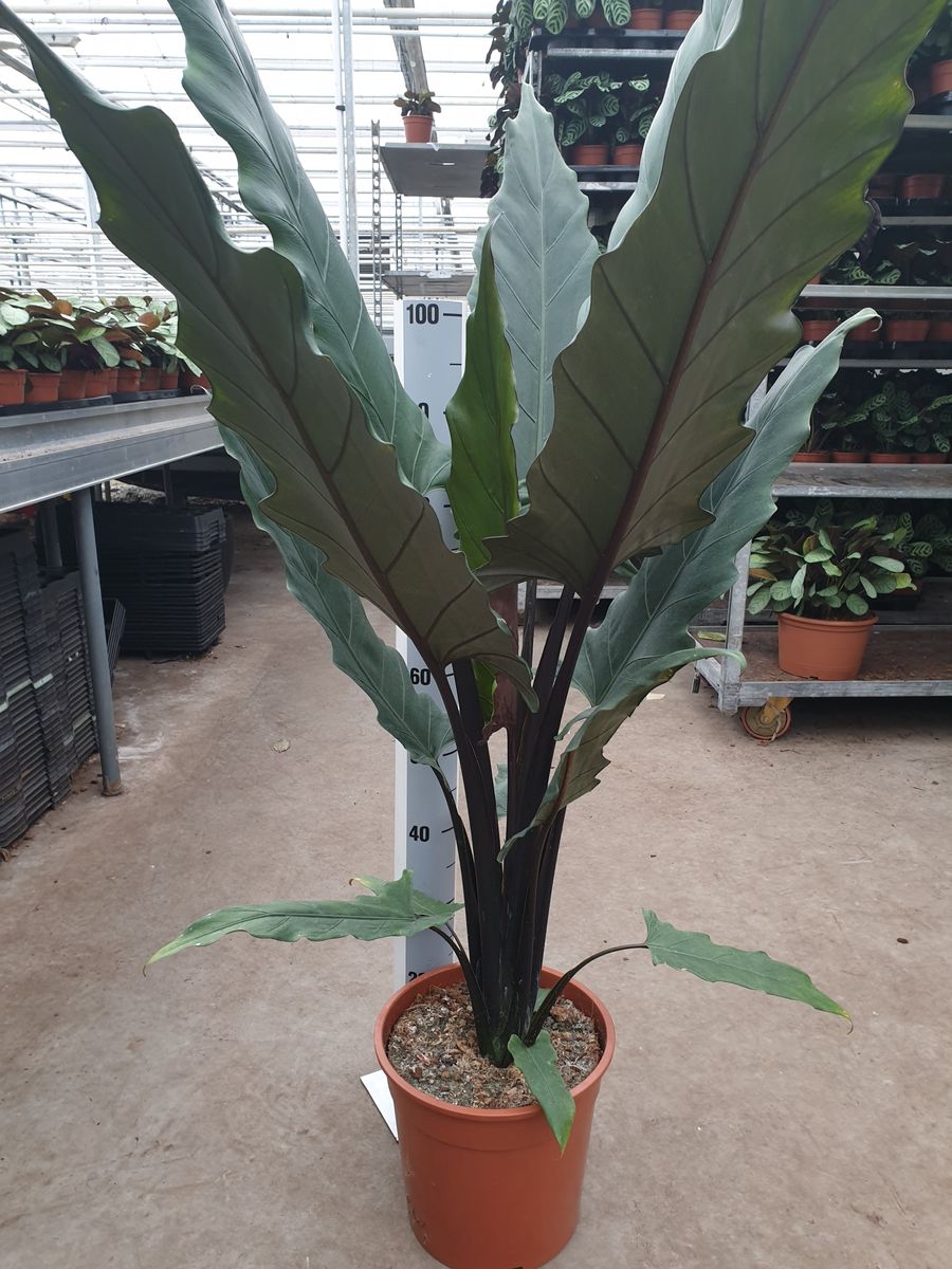 alocasia-lauterbachiana-plant-wholesale-floraccess