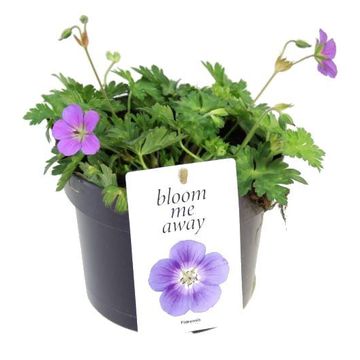 Geranium 'Bloom Me Away'