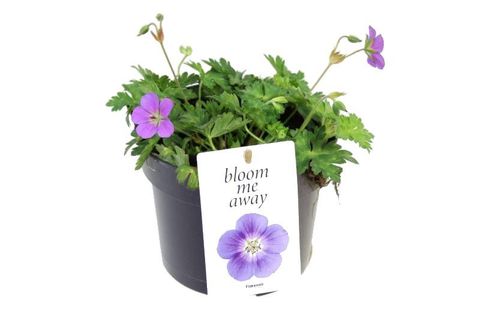 Geranium 'Bloom Me Away'