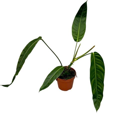 Philodendron patriciae (JM plants)