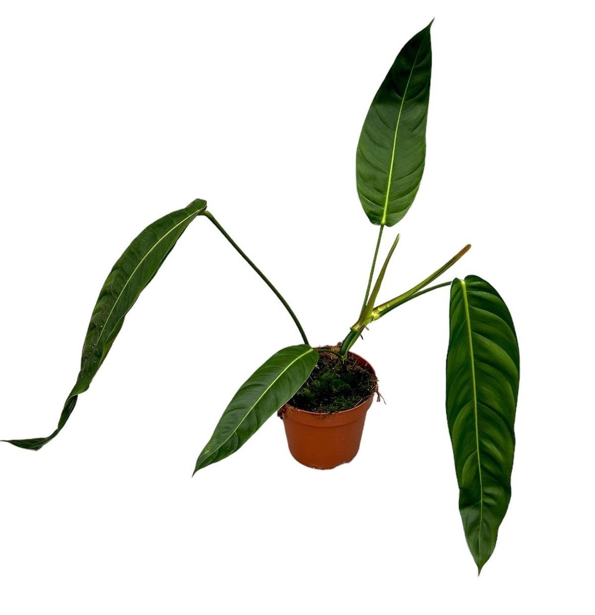 Philodendron patriciae — Plant Wholesale FlorAccess
