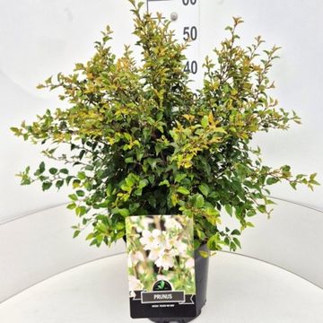 Prunus incisa 'Kojou-no-mai'