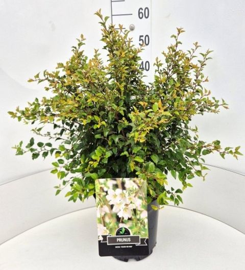 Prunus incisa 'Kojou-no-mai'