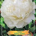 Paeonia 'Gardenia'