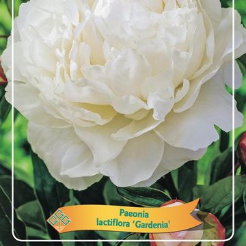 Paeonia 'Gardenia'