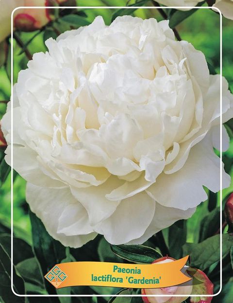 Paeonia 'Gardenia'