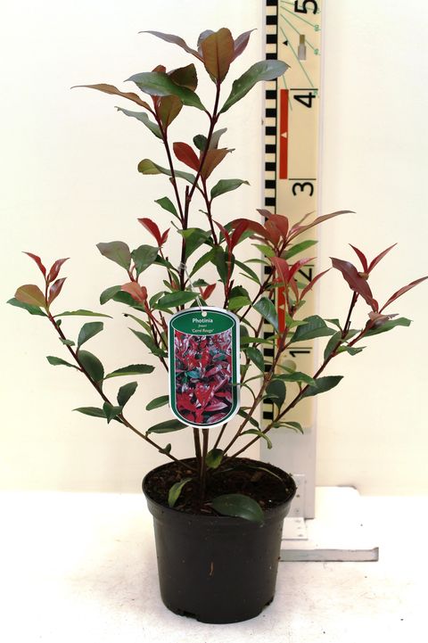 Photinia x fraseri CARRÉ ROUGE