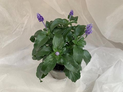 Salvia farinacea 'Victoria Blue'