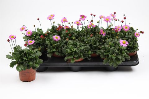 Brachyscome multifida