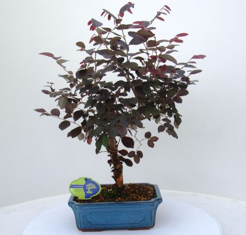 Loropetalum chinense rubrum