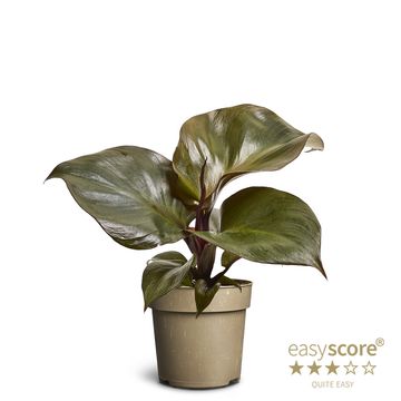 フィロデンドロン・ジョーピィ mixed フィロデンドロン・ジョーピィ mixed