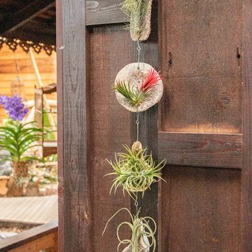 Tillandsia MIX