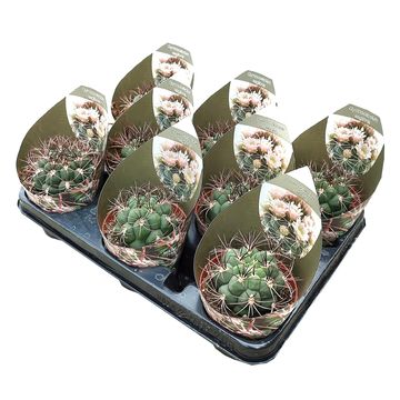 Gymnocalycium saglionis