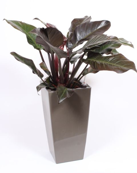 Philodendron 'Imperial Red'