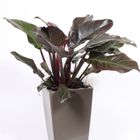 Philodendron 'Imperial Red'